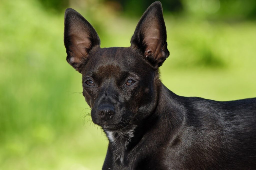Chiot Pinscher croisé Chihuahua : comment l'éduquer ?