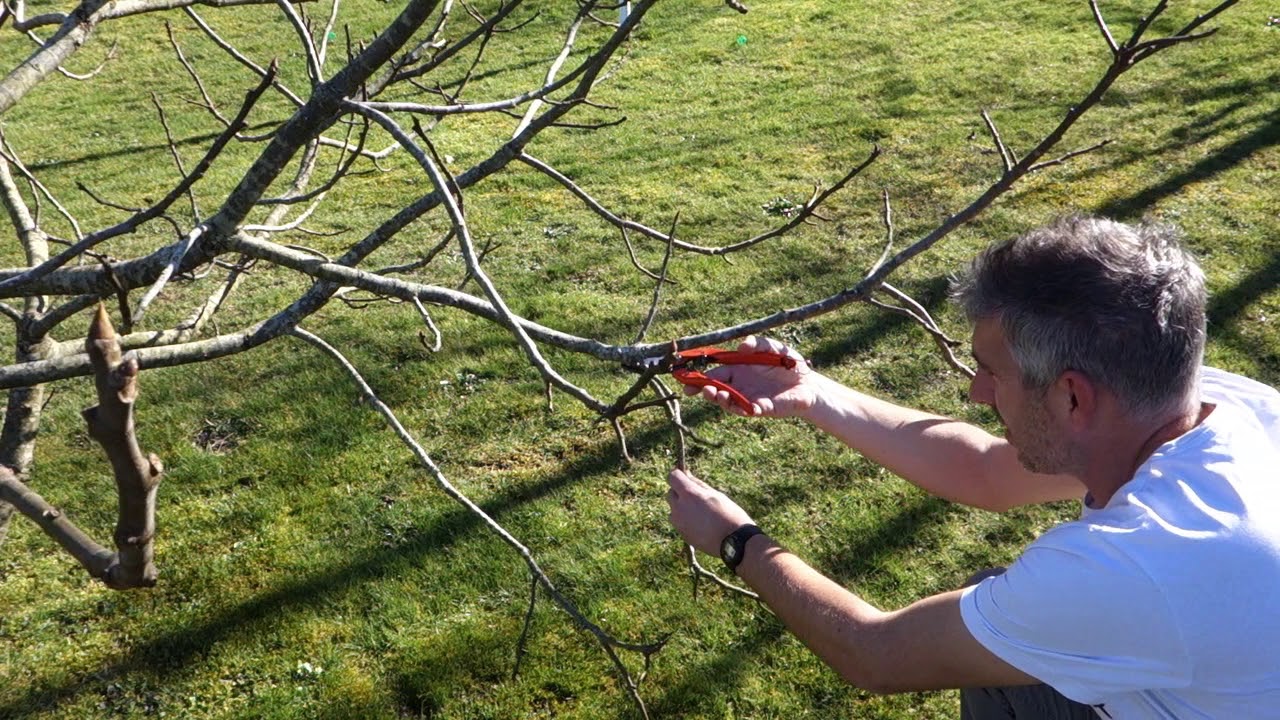 Tailler un figuier en hiver : les bons gestes